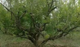 都市爆料石榴树视频播放,石榴树视频播放背后的惊人真相揭秘